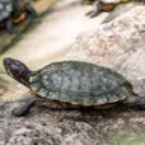 Meet your Posher, Cameron